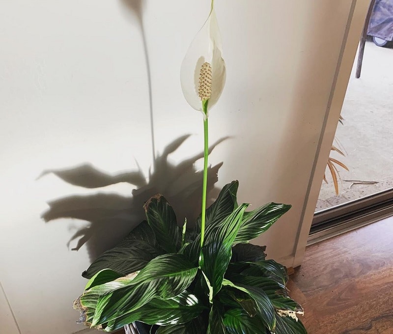 Peace Lily 