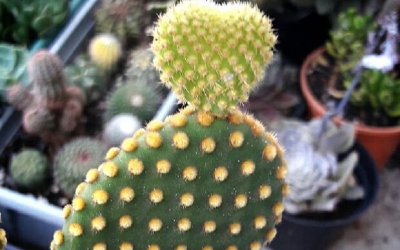 5 Most Beautiful Cactus Plants To Grow In Urban Garden