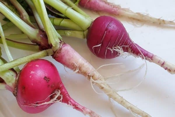 Easy To Grow Root Vegetables That You Need In Garden