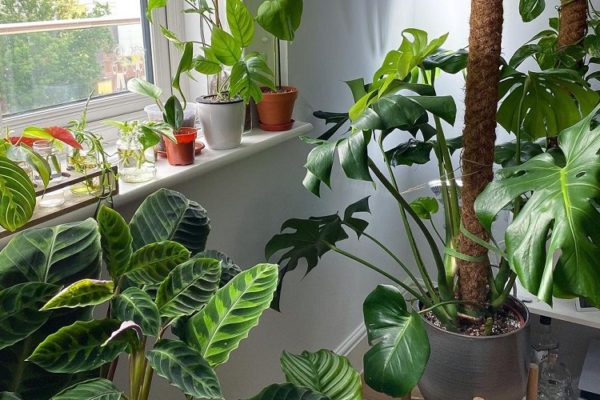 5 Ways You Can Take Care Of Indoor Plants