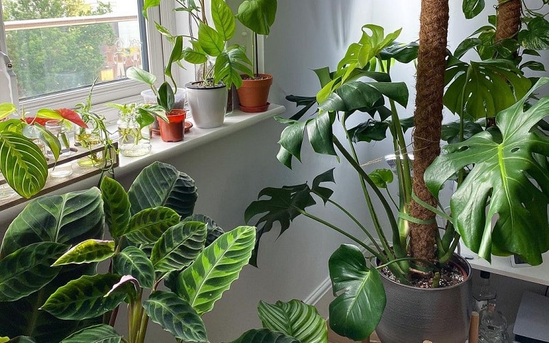 5 Ways You Can Take Care Of Indoor Plants
