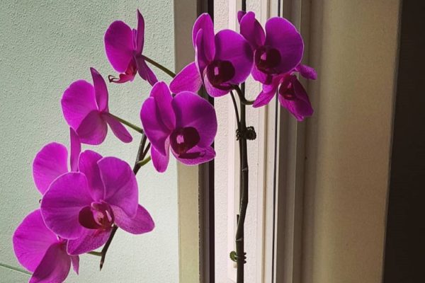 Types of orchids you need to know for your home
