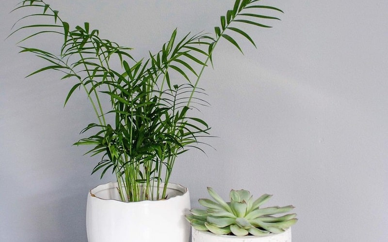 Top Tropical Palm Plants To Grow In The Indoor Space
